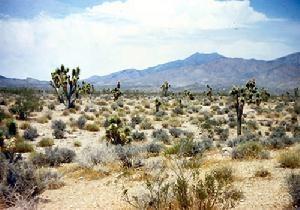 莫哈维沙漠,荒凉之美与探险秘境