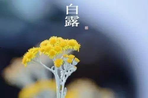 檀至白露,秋意渐浓话古今