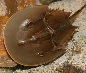 马蹄蟹,马蹄蟹的传奇进化之旅